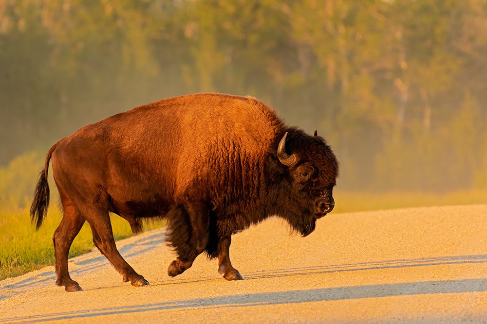 Canada- Manitoba- Riding Mountain National Park. Plains bison adult crossing road. art print by Jaynes Gallery for $57.95 CAD